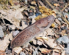 Tandonia rustica