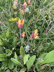 Tulipa clusiana