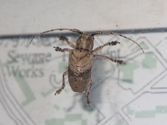 Pterolophia consularis