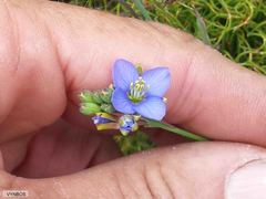 Heliophila linearis linearifolia