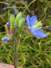 Heliophila linearis linearifolia