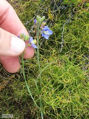 Heliophila linearis linearifolia