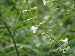 Endostemon obtusifolius