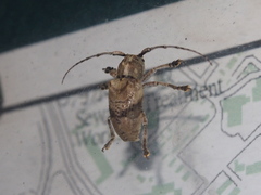 Pterolophia consularis