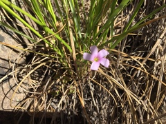 Oxalis dentata