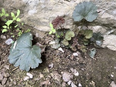 Heuchera puberula