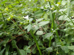 Endostemon obtusifolius