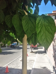 Magnoliopsida