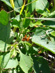 Amblytropidia australis