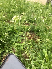 Capsella bursa-pastoris