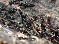 Leptogenys intermedia