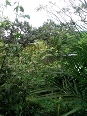 Angiospermae