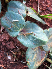 Abelmoschus esculentus