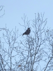 Turdus pilaris