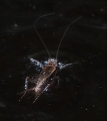 Loxoblemmus