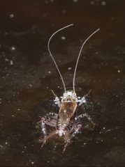 Loxoblemmus