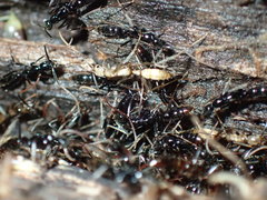 Leptogenys intermedia