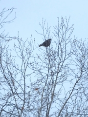 Turdus pilaris