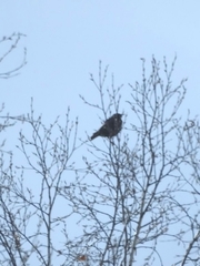 Turdus pilaris