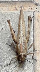 Anacridium aegyptium