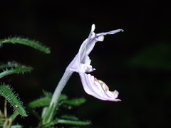 Isoglossa cooperi