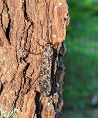 Clistoronia magnifica