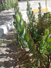 Magnoliopsida