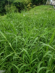 Poaceae