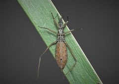 Pygolampis bidentata