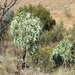 Cussonia paniculata - Photo (c) Matthew Fainman, algunos derechos reservados (CC BY), uploaded by Matthew Fainman