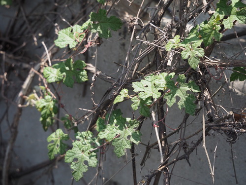 Image of Vitis thunbergii by no rights reserved