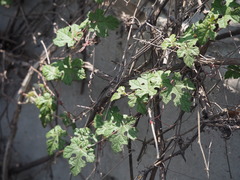 Vitis thunbergii