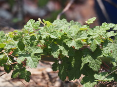 Vitis thunbergii