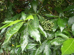 Tarenna pavettoides
