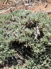 Helichrysum cerastioides