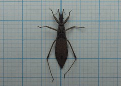 Pygolampis bidentata