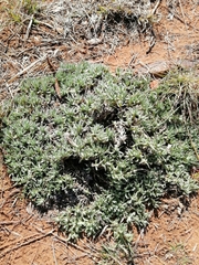 Helichrysum cerastioides