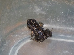 Microbatrachella capensis