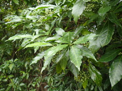 Tarenna pavettoides