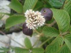 Alternanthera macbridei