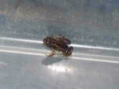 Microbatrachella capensis