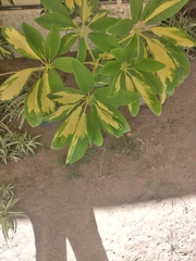 Magnoliopsida