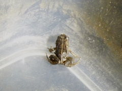 Microbatrachella capensis