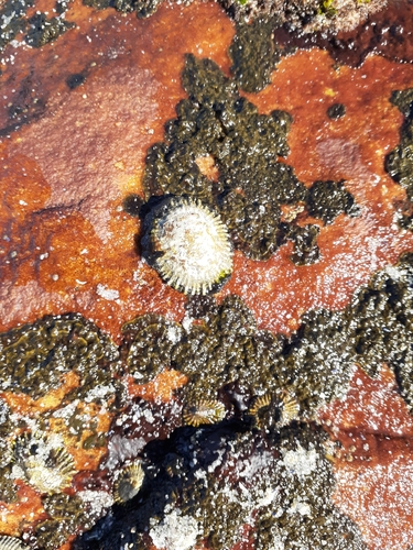 Siphonaria oculus observed 2021-05-02