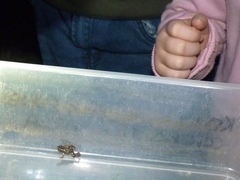 Microbatrachella capensis