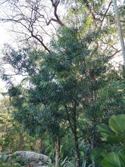 Podocarpus matudae