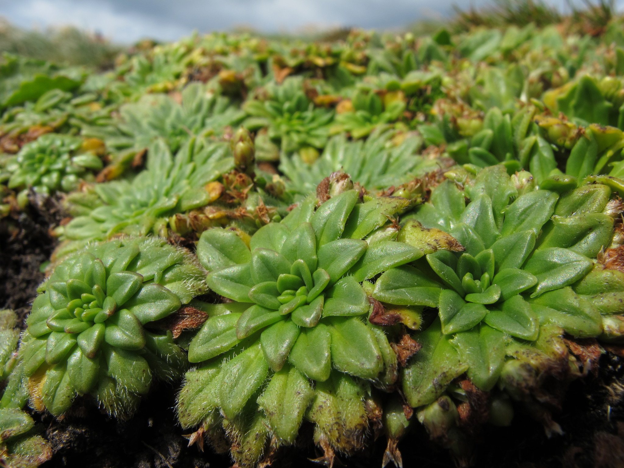 Image of Plantago brownii by (c) John Barkla, some rights reserved (CC BY)