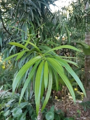Podocarpus matudae