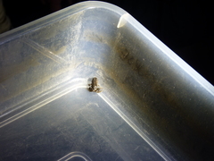 Microbatrachella capensis