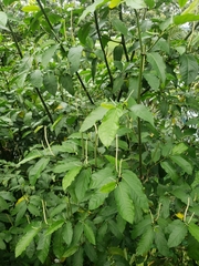 Magnoliopsida